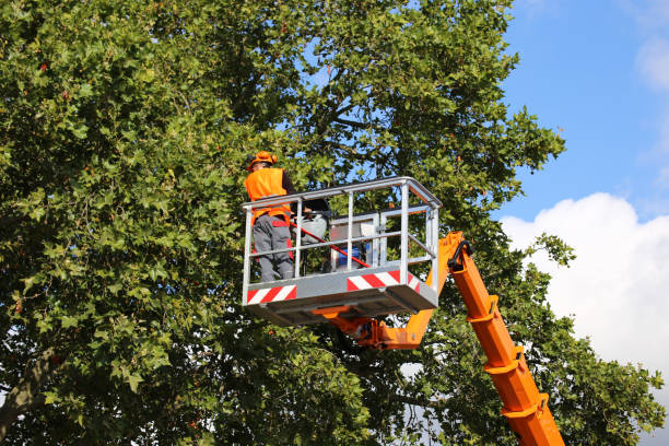 Best Firewood Processing and Delivery  in Corydon, IN