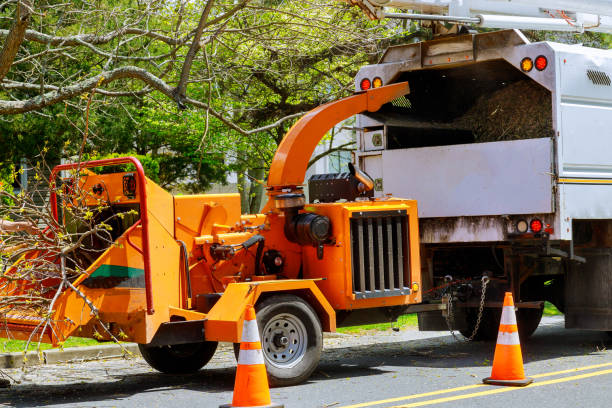 Professional Tree Removal in Corydon, IN