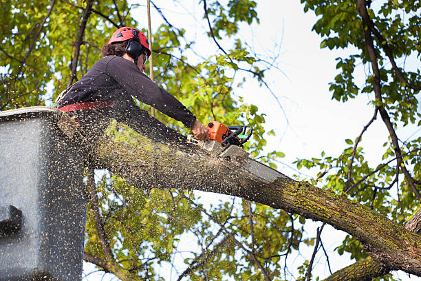 Lawn Maintenance Plans in Corydon, IN