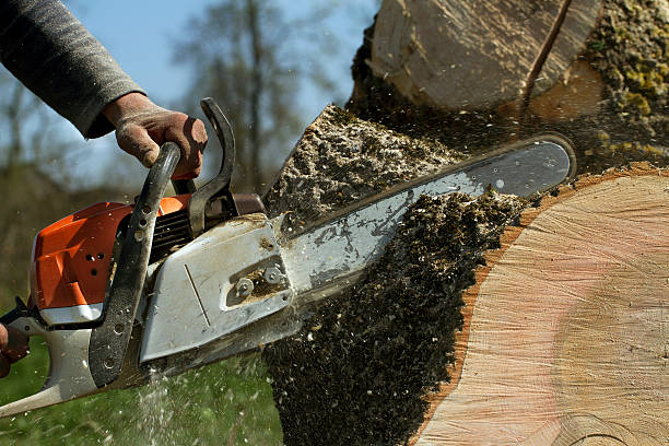 How Our Tree Care Process Works  in  Corydon, IN